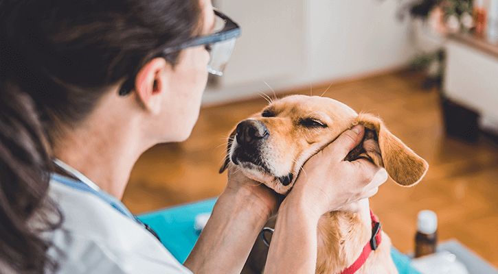 Annual-Exams Pet Wellness Exams