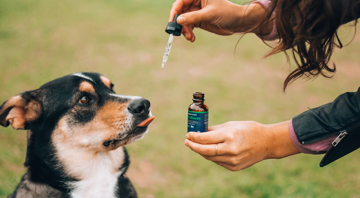 Dog with Drops Pet pain management in CT
