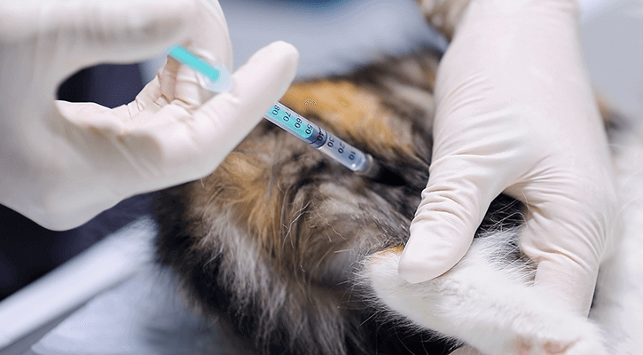 Pet-Vaccinations Pet vaccinations in Fall Village, CT