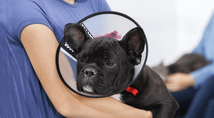 Spay-Neuter spay and neuter in CT