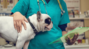 Soft Tissue and Orthopedic Surgery for Pets