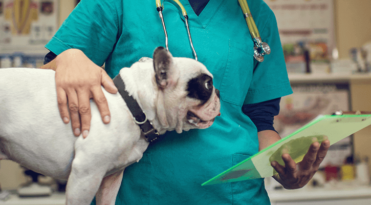Soft Tissue and Orthopedic Surgery for Pets
