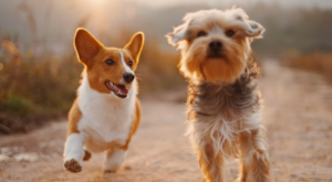 Dogs-Running-Together