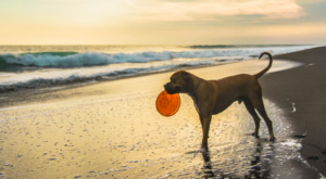 Dog-on-Beach