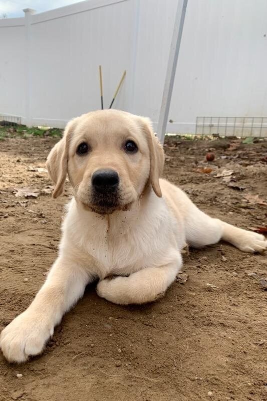 dog2