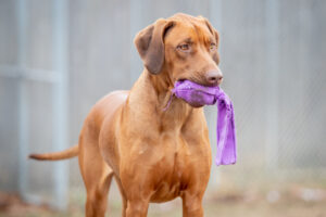 doggie-enrichment