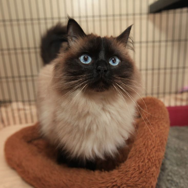 kitty-kottage