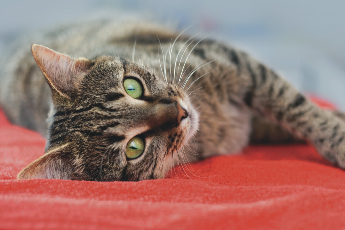 sandroad-kitty-kottage kitty-kottage